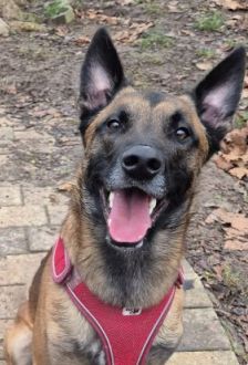 Sky – Malinois, Männchen, 2 Jahre, 97074 Würzburg – Foto 8