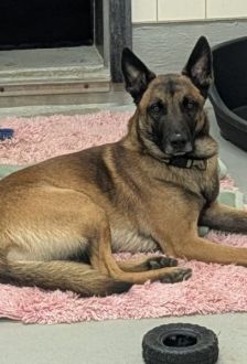 Sky – Malinois, Männchen, 2 Jahre, 97074 Würzburg – Foto 9