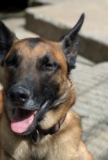 Sky – Malinois, Männchen, 2 Jahre, 97074 Würzburg – Foto 10