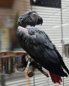 Rambo – Graupapagei, Männchen, 38 Jahre, 97525 Schwebheim – Foto 1