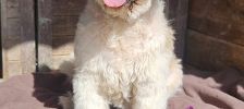 Rambo – Graupapagei, Männchen, 38 Jahre, 97525 Schwebheim – Foto 2