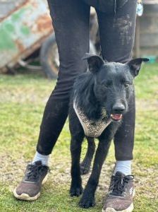 Gregor – Mischling, Männchen, 8 Monate, Nordic Strays e.V. – Foto 1