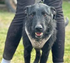 Gregor – Mischling, Männchen, 8 Monate, Nordic Strays e.V. – Foto 2
