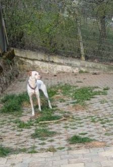 Linda – Jagdhund Mix, Weibchen, 5 Jahre, 97074 Würzburg – Foto 5