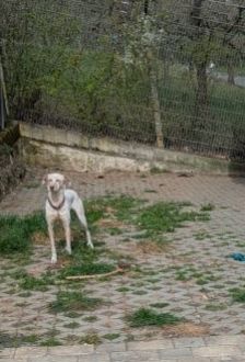 Linda – Jagdhund Mix, Weibchen, 5 Jahre, 97074 Würzburg – Foto 6