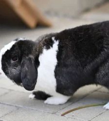 Lilly – Widder-Mix, Weibchen, 17 Monate, 13057 Berlin – Foto 3