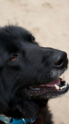 Benni – Kaukasen-Mix, Männchen, 4 Jahre 11 Monate, 39576 Stendal – Foto 1