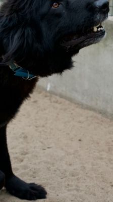 Benni – Kaukasen-Mix, Männchen, 4 Jahre 11 Monate, 39576 Stendal – Foto 2