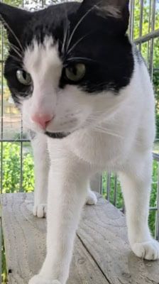 Arthur – Katze, Männchen, 1 Jahr 1 Monat, 39576 Stendal – Foto 1