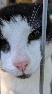 Arthur – Katze, Männchen, 1 Jahr 1 Monat, 39576 Stendal – Foto 2