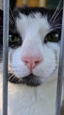 Arthur – Katze, Männchen, 1 Jahr 1 Monat, 39576 Stendal – Foto 3