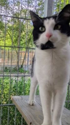 Arthur – Katze, Männchen, 1 Jahr 1 Monat, 39576 Stendal – Foto 4