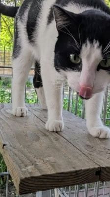 Arthur – Katze, Männchen, 1 Jahr 1 Monat, 39576 Stendal – Foto 5