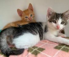 Arthur – Katze, Männchen, 1 Jahr 1 Monat, 39576 Stendal – Foto 7