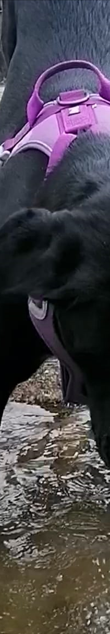 DON – Dogge, Mix, Männchen, 3 Jahre 5 Monate, 81829 München – Foto 1