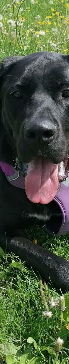 DON – Dogge, Mix, Männchen, 3 Jahre 5 Monate, 81829 München – Foto 2