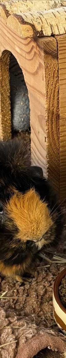TEDDY – Rosettenmeerschweinchen, Männchen, 3 Jahre 9 Monate, 81829 München – Foto 2