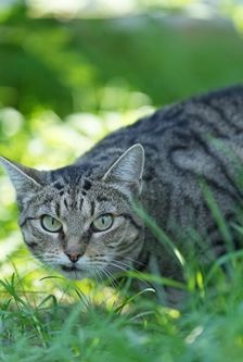 Raika – EKH, getigert, Weibchen, 8 Jahre, 90537 Feucht – Foto 2