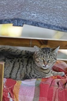 Raika – EKH, getigert, Weibchen, 8 Jahre, 90537 Feucht – Foto 3