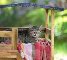 Raika – EKH, getigert, Weibchen, 8 Jahre, 90537 Feucht – Foto 4