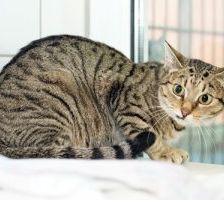 Raika – EKH, getigert, Weibchen, 8 Jahre, 90537 Feucht – Foto 5