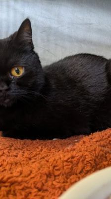 Nova – Katze, Weibchen, 7 Monate, 39576 Stendal – Foto 1