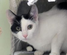 Nova – Katze, Weibchen, 7 Monate, 39576 Stendal – Foto 2