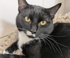 Nova – Katze, Weibchen, 7 Monate, 39576 Stendal – Foto 3