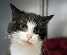Nova – Katze, Weibchen, 7 Monate, 39576 Stendal – Foto 6