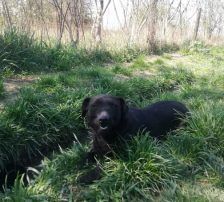 Grom – Dackelmischling, Männchen, 5 Jahre, Nordic Strays e.V. – Foto 2