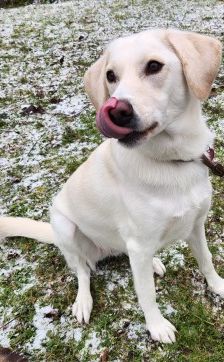 Myra – Labrador-Mix, Weibchen, 1 Jahr, 70195 Stuttgart-Botnang – Foto 1