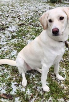 Myra – Labrador-Mix, Weibchen, 1 Jahr, 70195 Stuttgart-Botnang – Foto 2