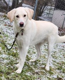 Myra – Labrador-Mix, Weibchen, 1 Jahr, 70195 Stuttgart-Botnang – Foto 3