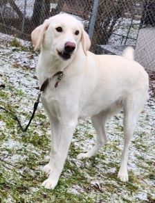 Myra – Labrador-Mix, Weibchen, 1 Jahr, 70195 Stuttgart-Botnang – Foto 4