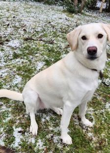 Myra – Labrador-Mix, Weibchen, 1 Jahr, 70195 Stuttgart-Botnang – Foto 5
