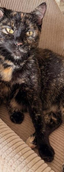 Pepsi – Europäisch Kurzhaar, Weibchen, 4 Jahre, 45141 Essen – Foto 3
