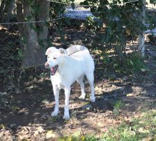 Malena – Labrador Retriever Mix, Weibchen, 5 Jahre, Nordic Strays e.V. – Foto 2