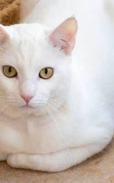 Benito – EKH, Männchen, 1 Jahr, 65520 Bad Camberg – Foto 1