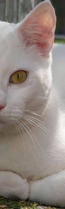 Benito – EKH, Männchen, 1 Jahr, 65520 Bad Camberg – Foto 11