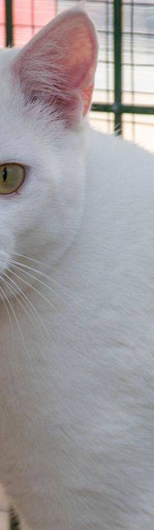 Benito – EKH, Männchen, 1 Jahr, 65520 Bad Camberg – Foto 13