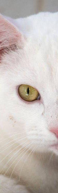 Benito – EKH, Männchen, 1 Jahr, 65520 Bad Camberg – Foto 14