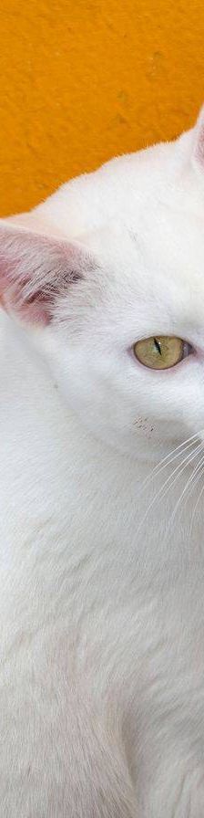 Benito – EKH, Männchen, 1 Jahr, 65520 Bad Camberg – Foto 15