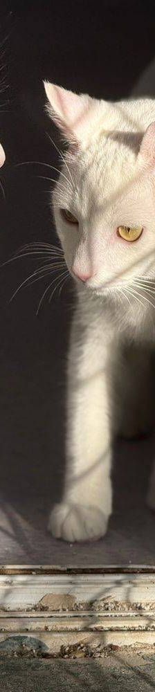 Benito – EKH, Männchen, 1 Jahr, 65520 Bad Camberg – Foto 5