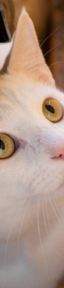 Benito – EKH, Männchen, 1 Jahr, 65520 Bad Camberg – Foto 6