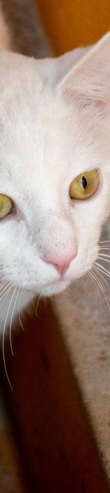 Benito – EKH, Männchen, 1 Jahr, 65520 Bad Camberg – Foto 7