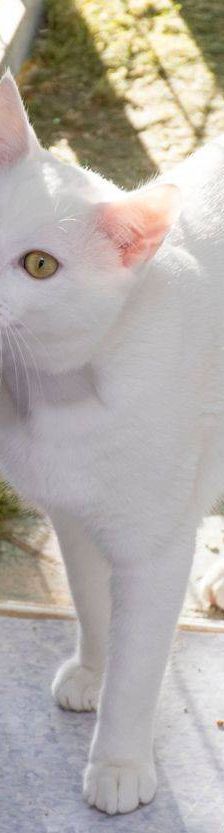 Benito – EKH, Männchen, 1 Jahr, 65520 Bad Camberg – Foto 8
