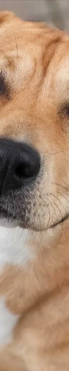 CINDY – Listenhund, Amstaff-Mix, Weibchen, Alter unbekannt, 81829 München – Foto 3