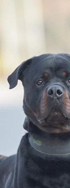 Bubu – Rottweiler, Männchen, 5 Jahre, 45141 Essen – Foto 1