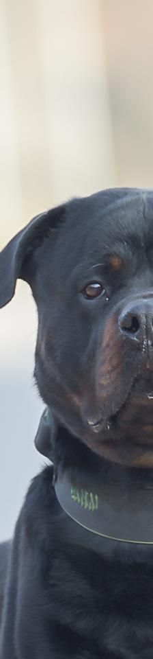 Bubu – Rottweiler, Männchen, 5 Jahre, 45141 Essen – Foto 2