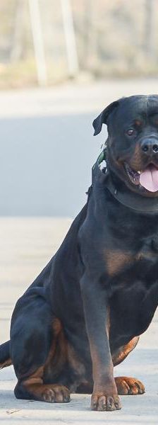 Bubu – Rottweiler, Männchen, 5 Jahre, 45141 Essen – Foto 3